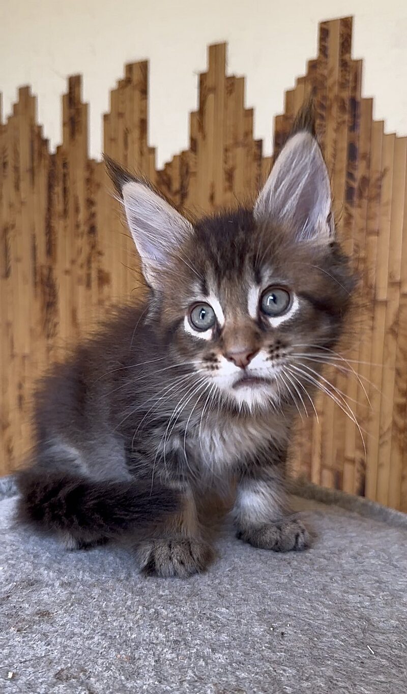 Uzhik Maine Coon male, black ticked tabby