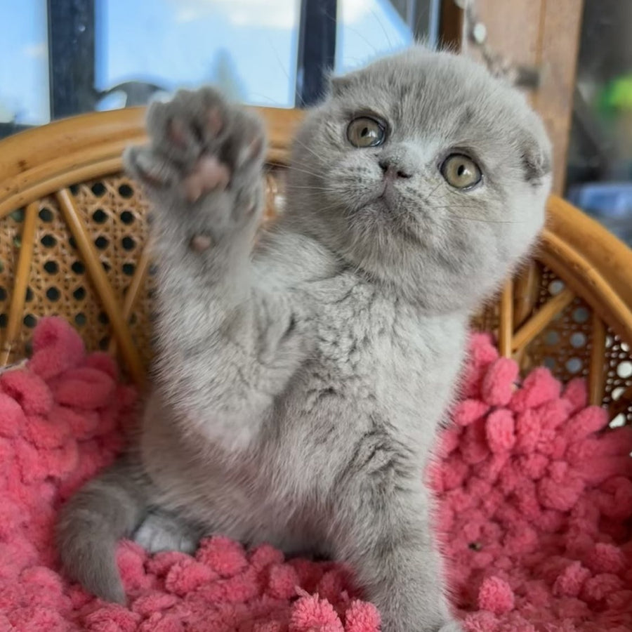 Nemo Scottish Fold male, lilac