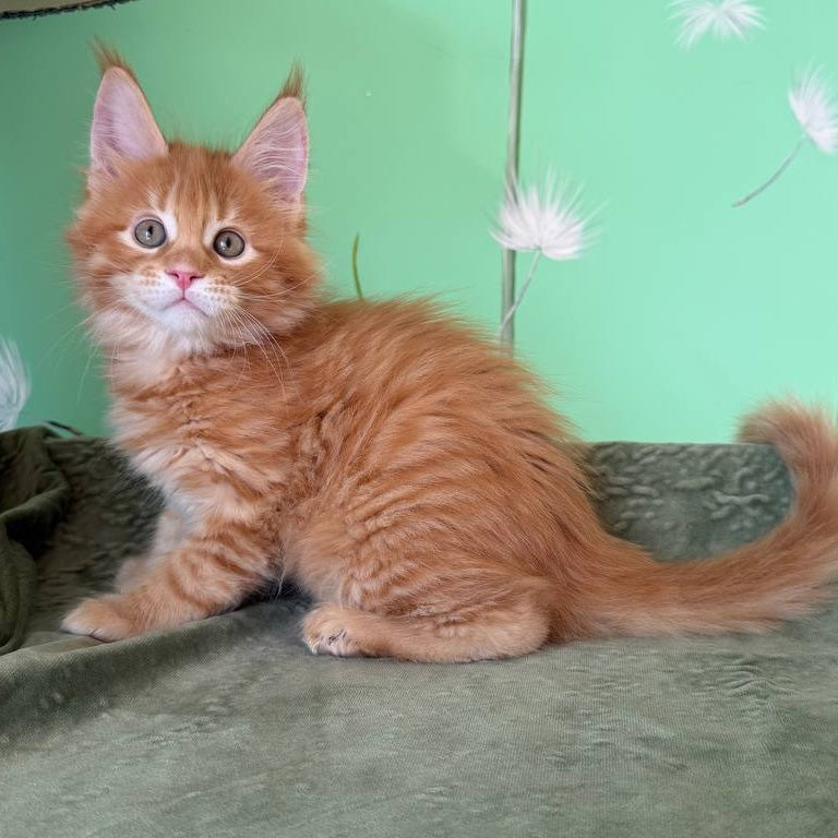 Alex Maine Coon male, red tabby