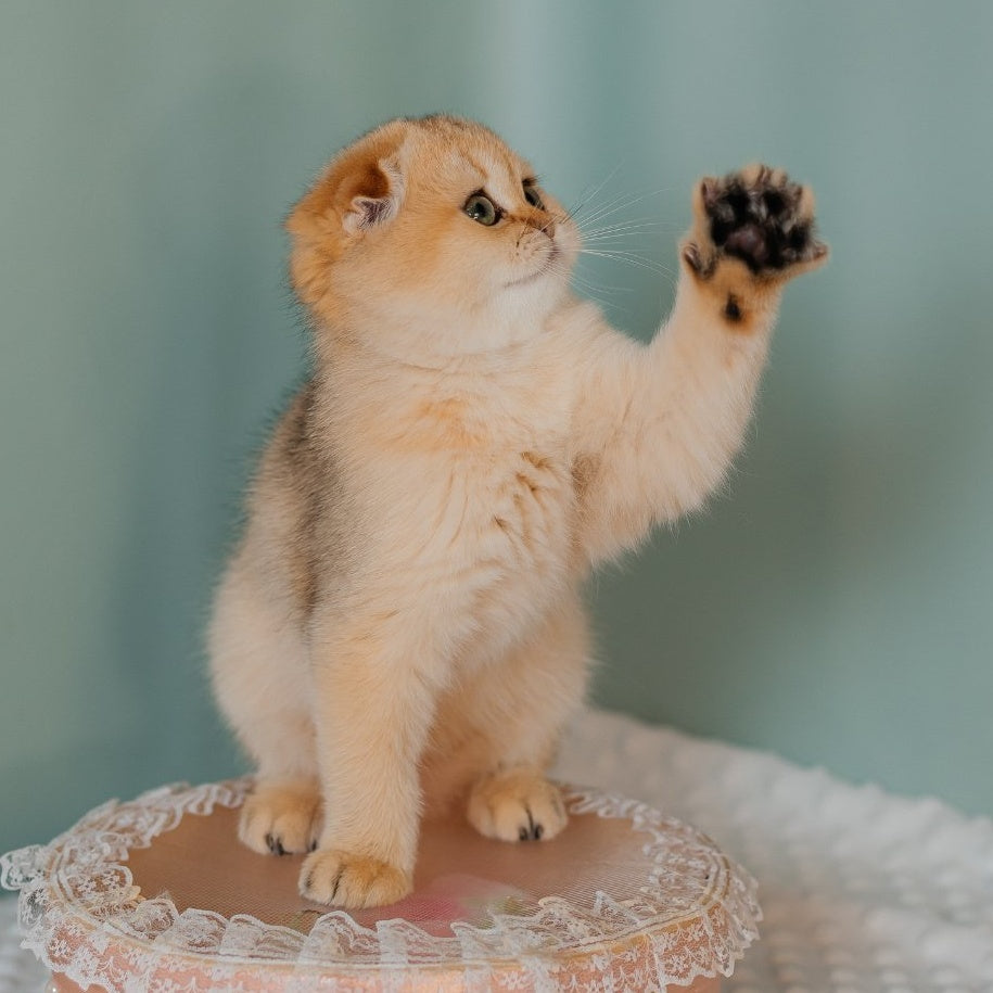 Feride Scottish Fold female, black golden shaded
