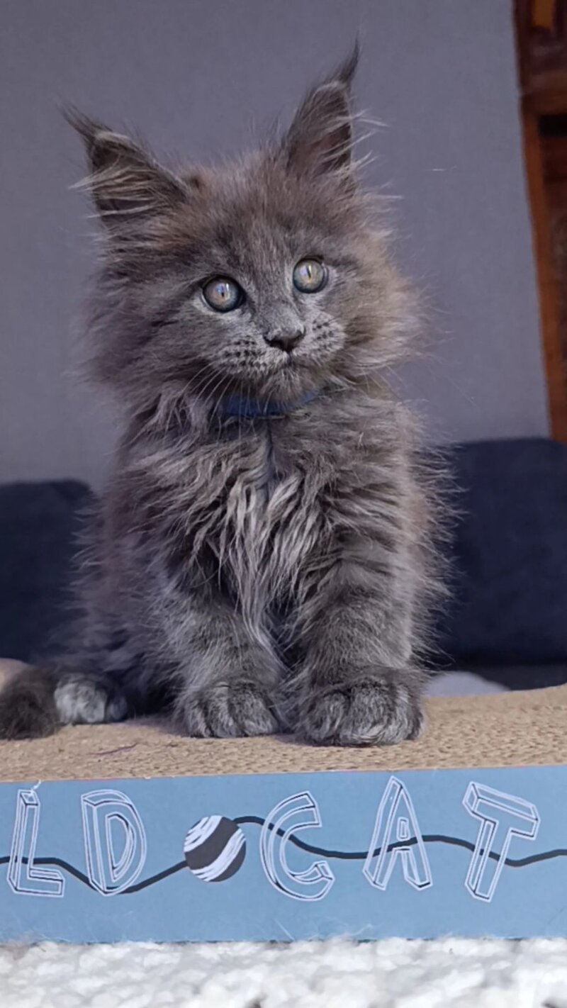 Phantom Maine Coon male blue - live animals