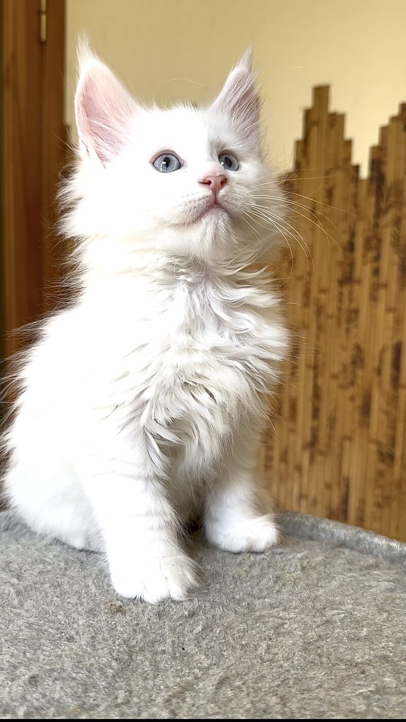 Ursula Maine Coon female, white