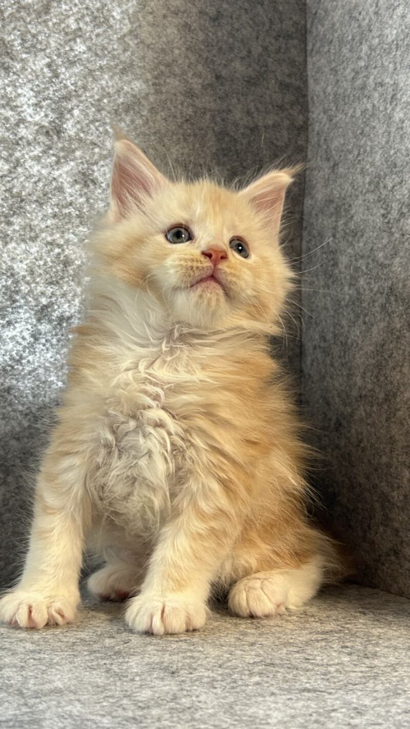 Amur Maine Coon male cream silver with white - live animals