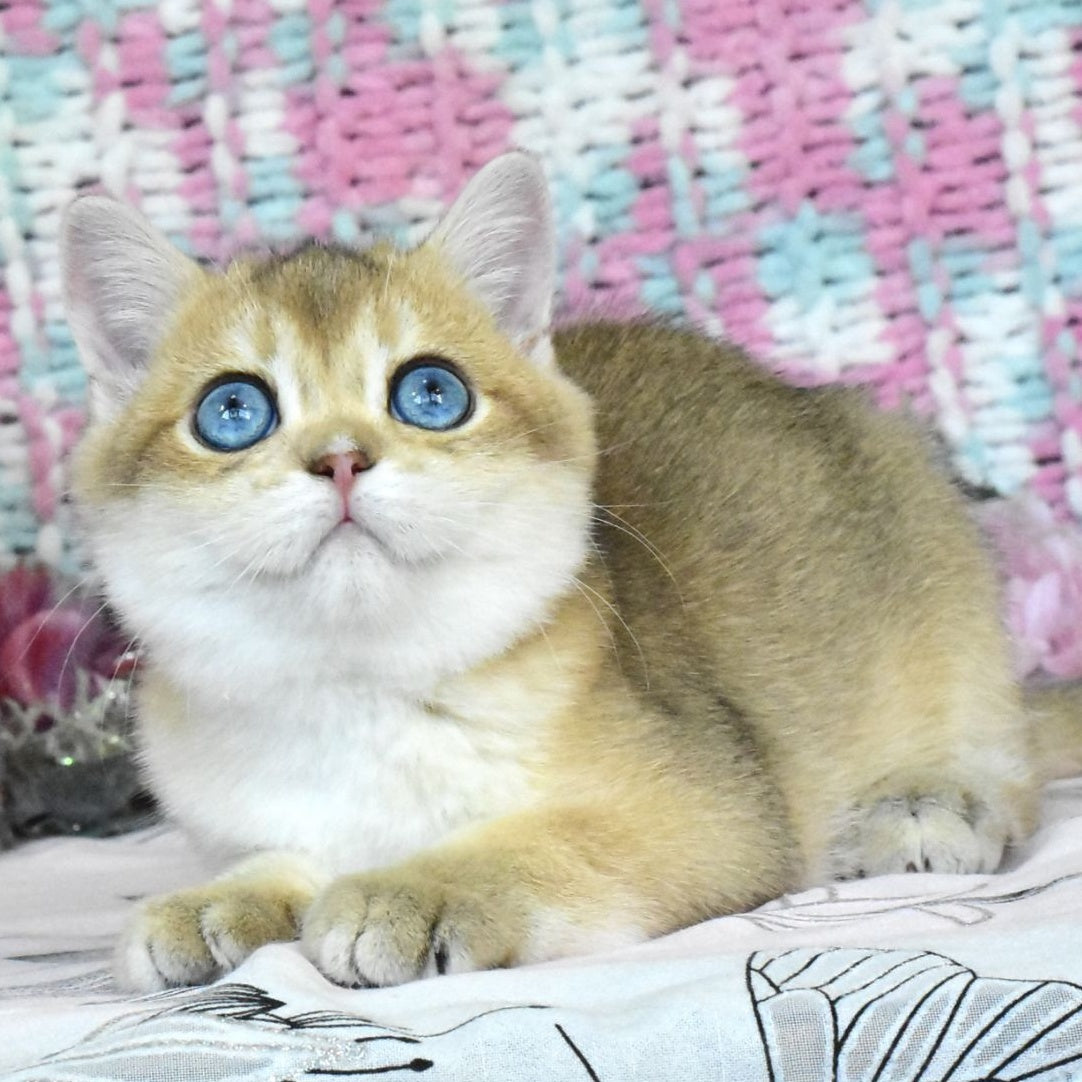 Hardy British Shorthair male, black golden shaded