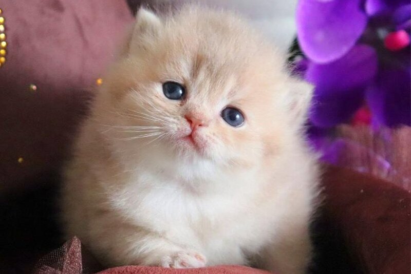 SunRey British Shorthair male lilac golden shaded - live animals