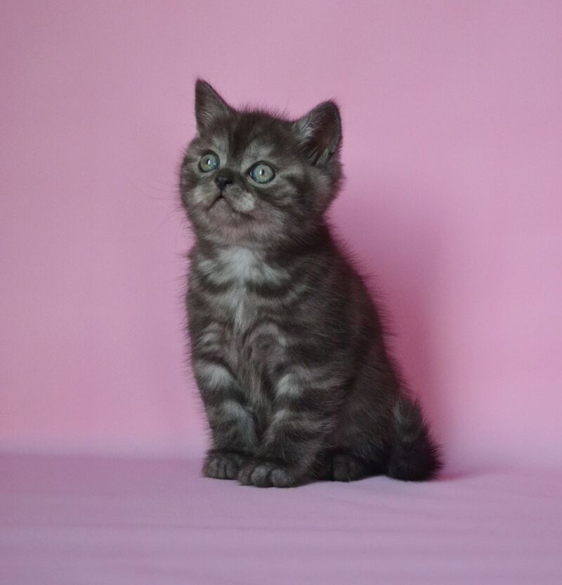 Marvel Scottish Straight male, black silver