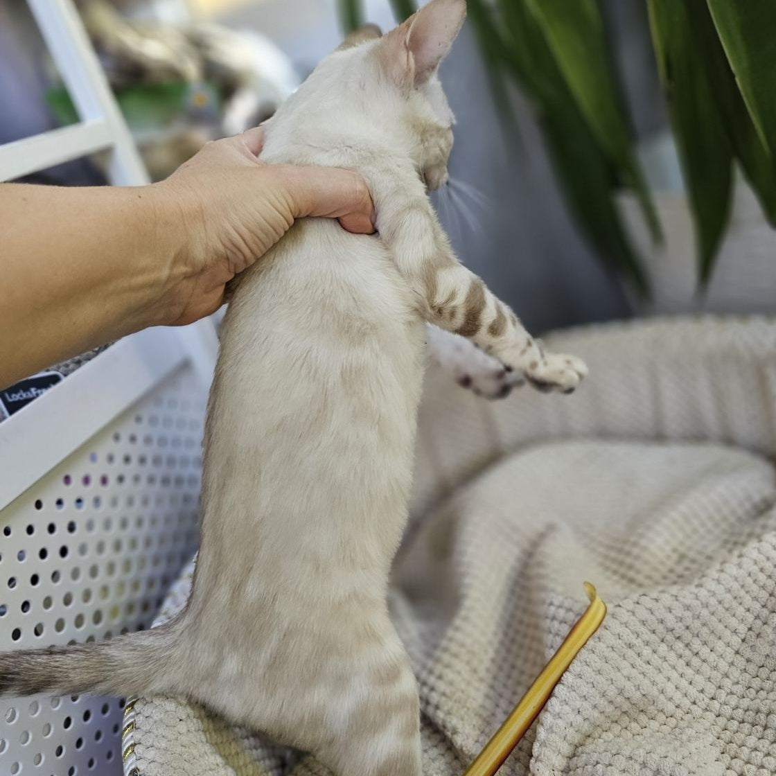 Unique Bengal male, black spotted tabby pointed