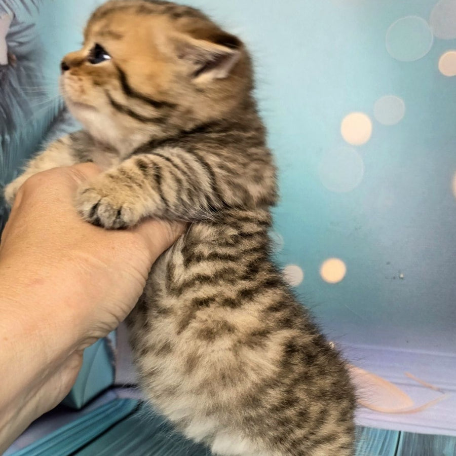 Sherry Munchkin male, black golden spotted tabby