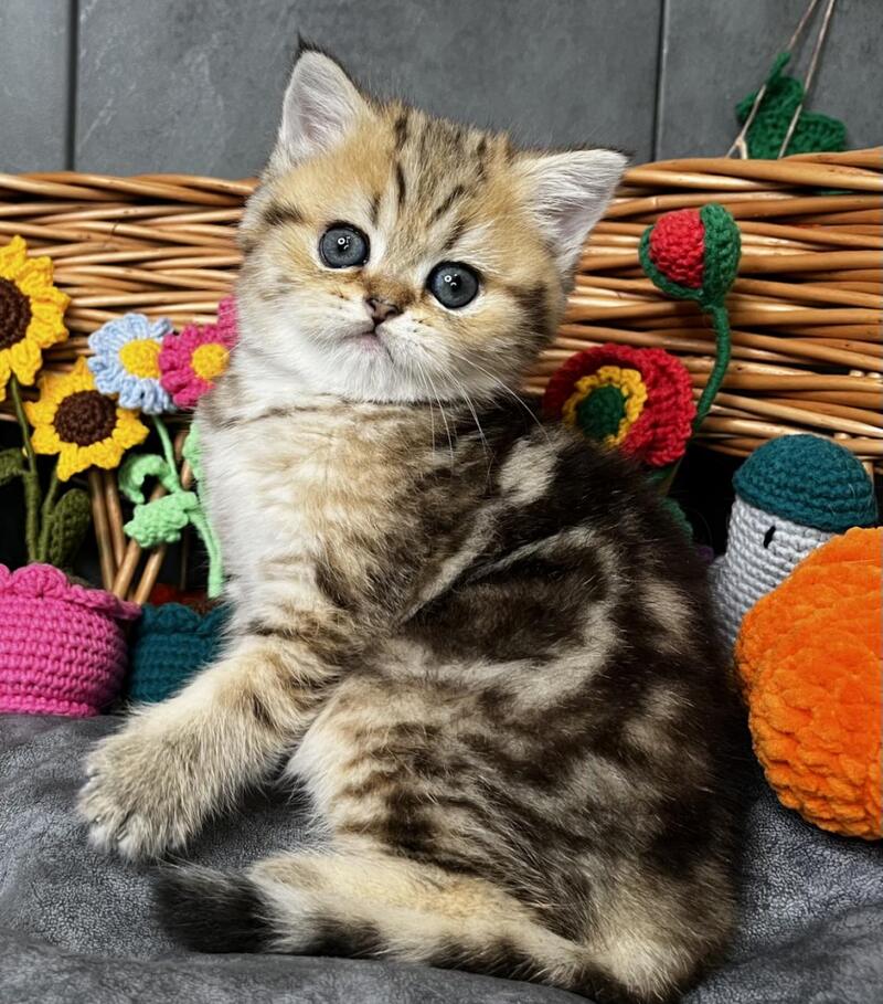 Fiona Scottish Straight female, black golden tabby