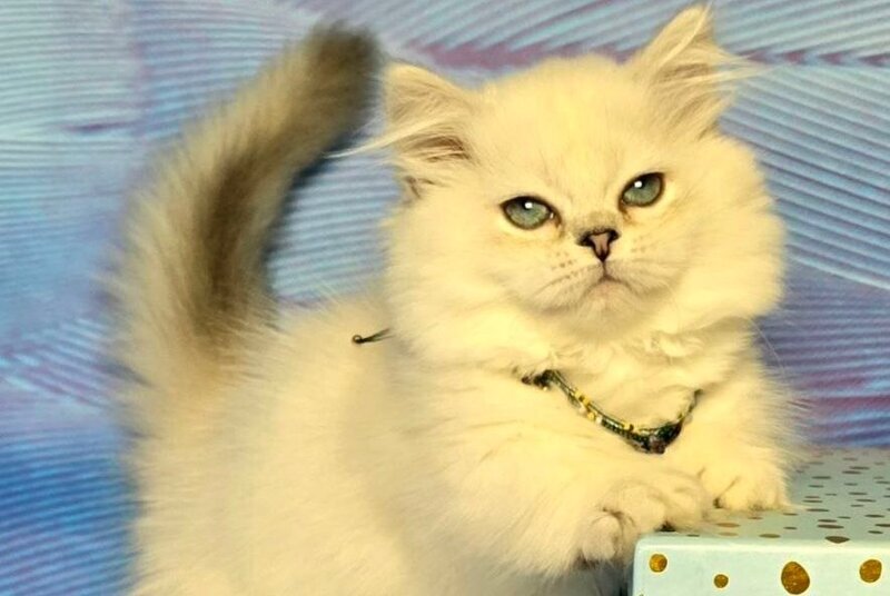 Tiffany Munchkin female, black silver shaded pointed