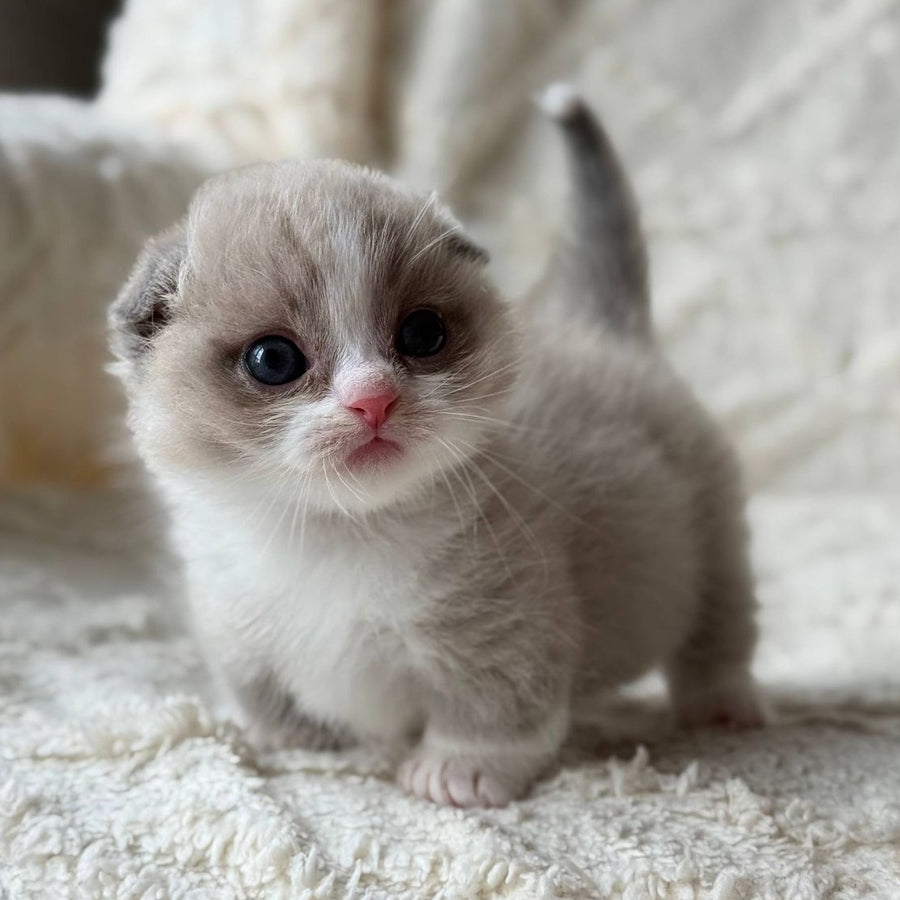 Maurice Munchkin male, lilac bicolour pointed
