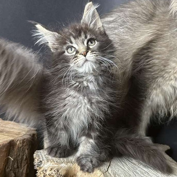 Sandra Maine Coon female, black silver ticked tabby