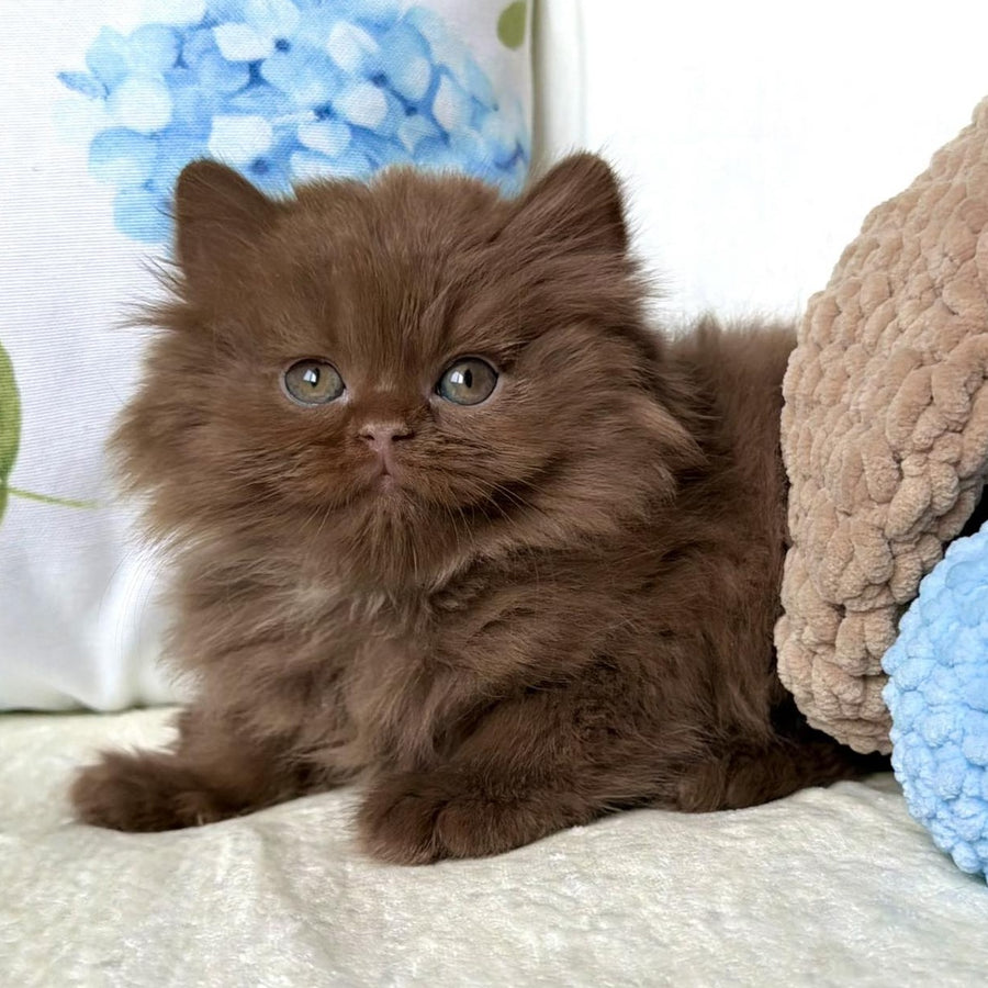 Amira British Longhair female, cinnamon