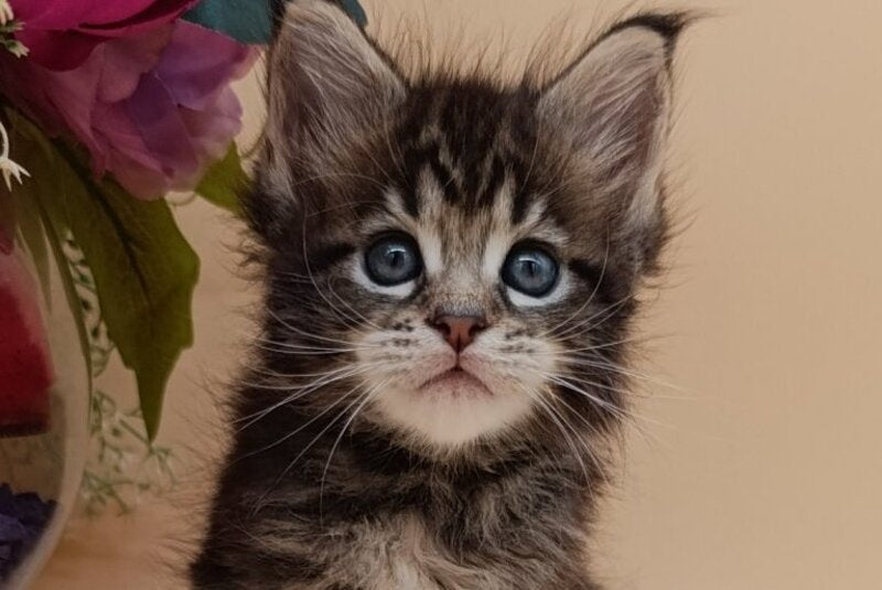 Diamond Maine Coon male, black silver tabby