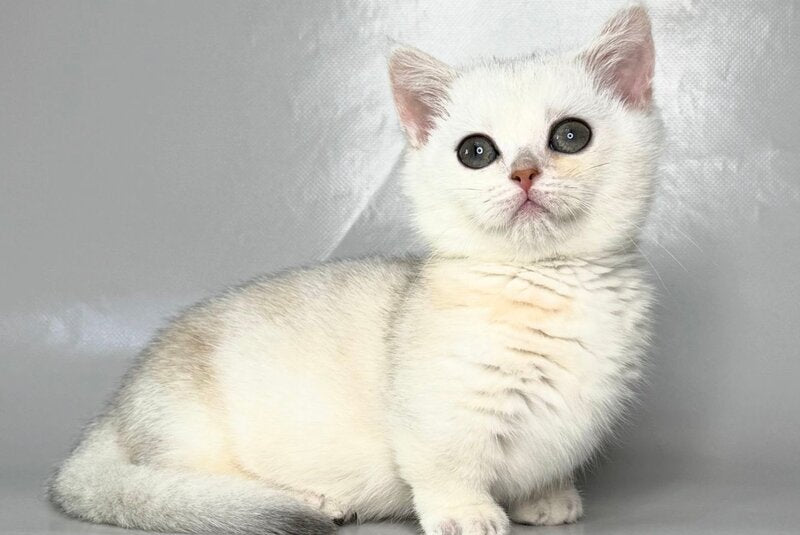 Zynar Munchkin male black silver shaded - live animals