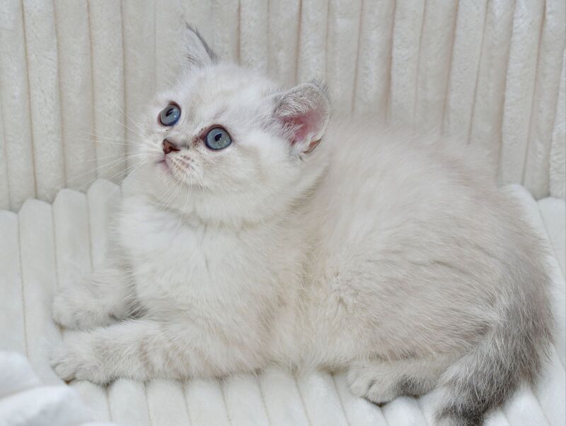 Jina Scottish Straight female blue tabby pointed - live animals