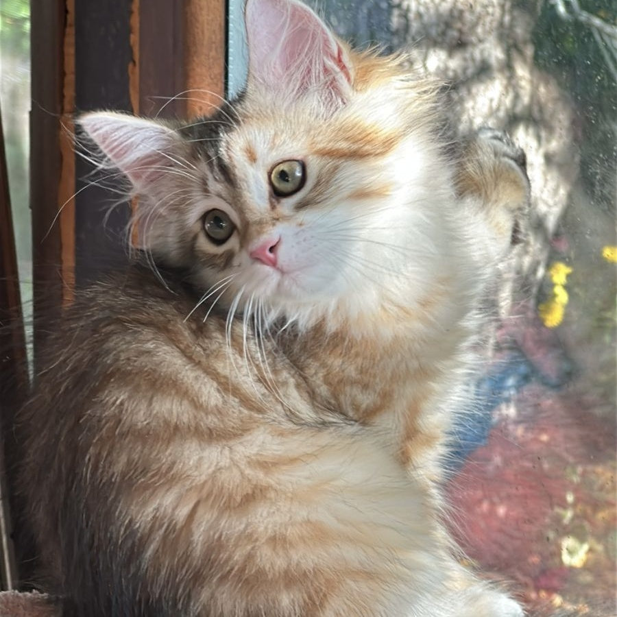 Yukon Siberian male, black golden tabby