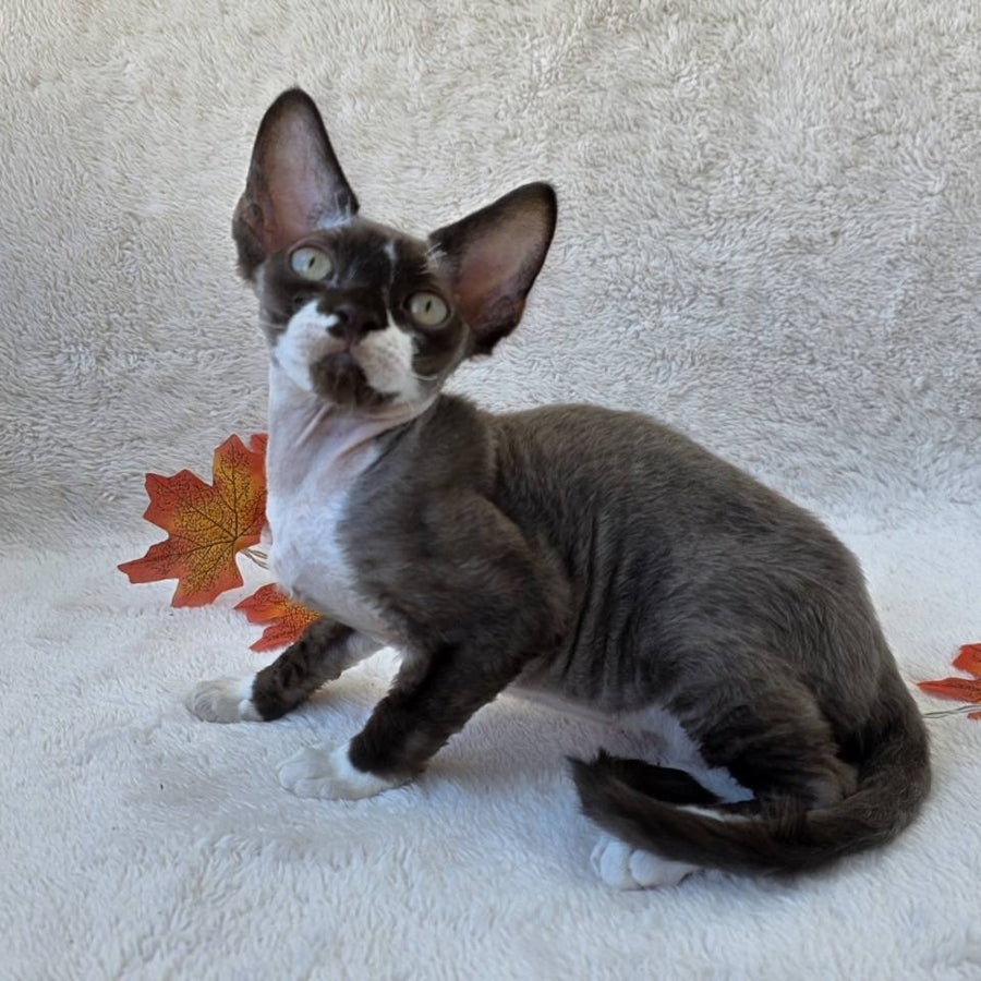 Eclair Devon Rex male, chocolate bicolour