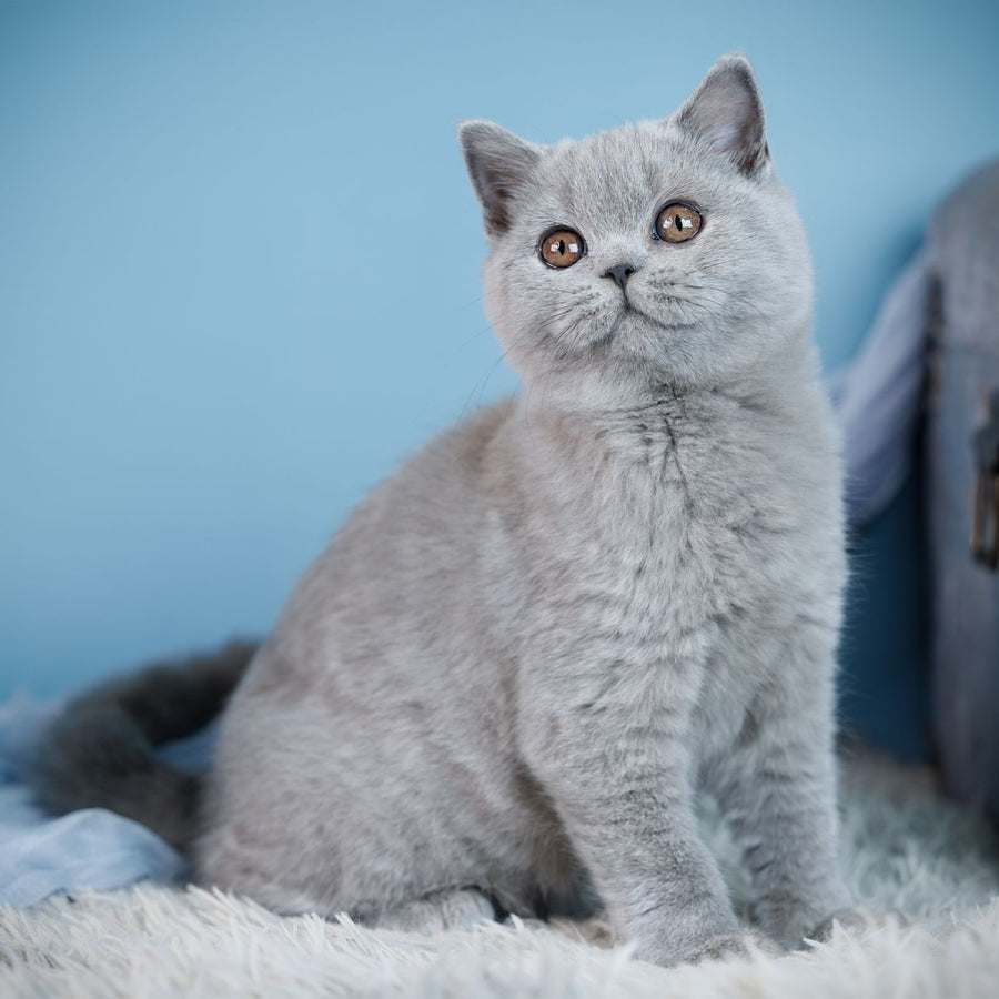 Crystal British Shorthair female, blue