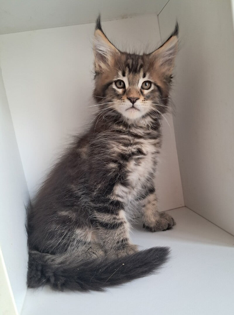 X-Archi Maine Coon male, black tabby