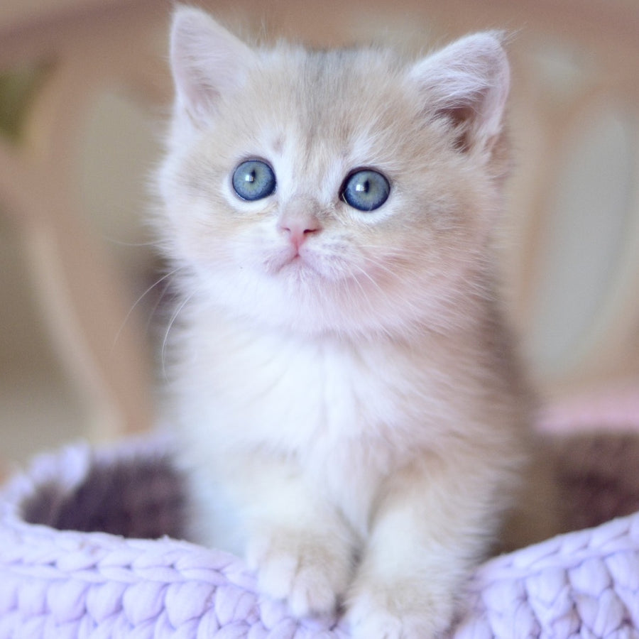 Yanina British Shorthair female, blue golden chinchilla