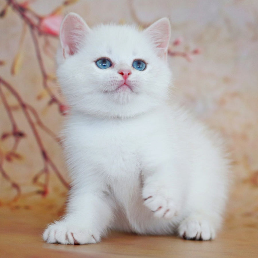 Yanis British Shorthair male, black golden chinchilla pointed