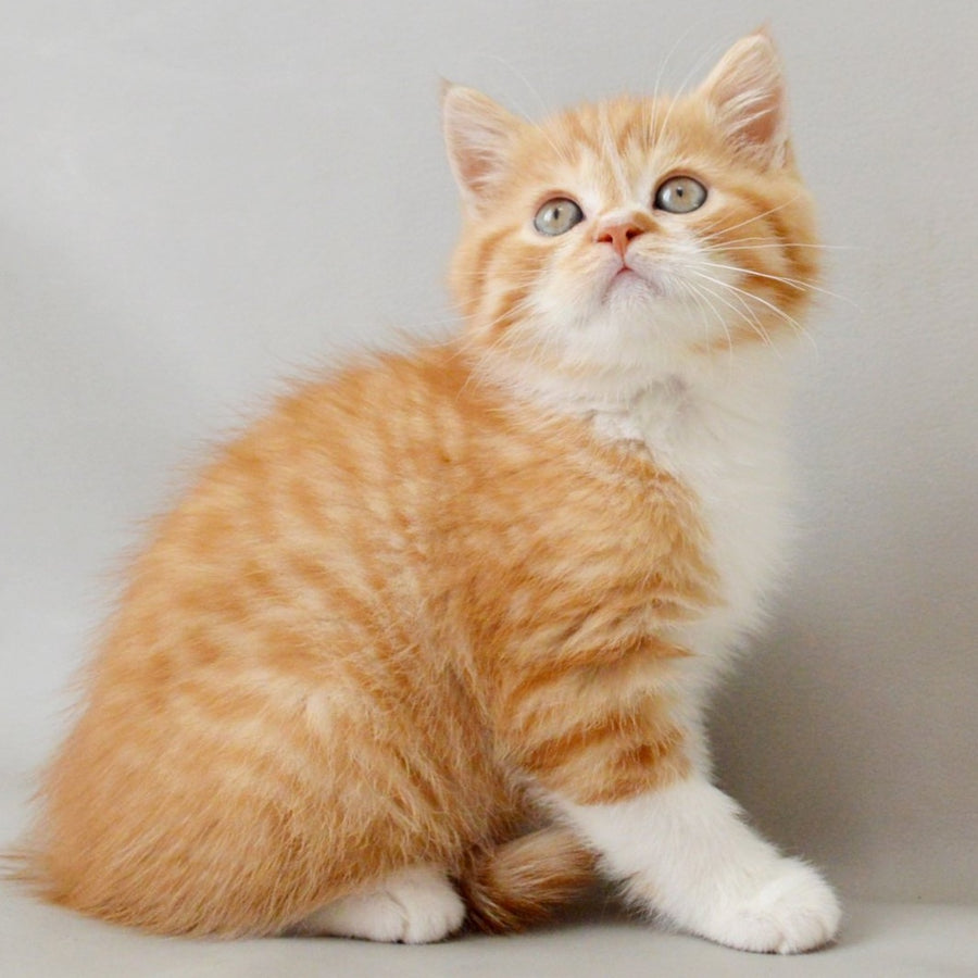 Whiskey Scottish Straight male, red spotted tabby bicolour