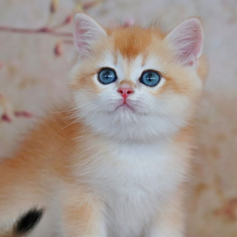 Yvonne British Shorthair female, black golden shaded