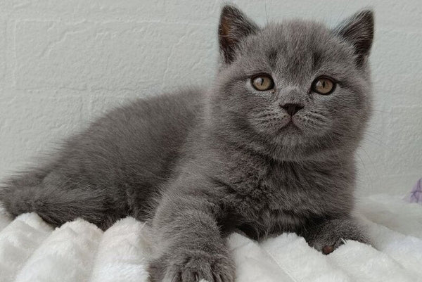 Vincent Scottish Straight male blue - live animals