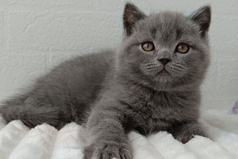 Vincent Scottish Straight male blue - live animals