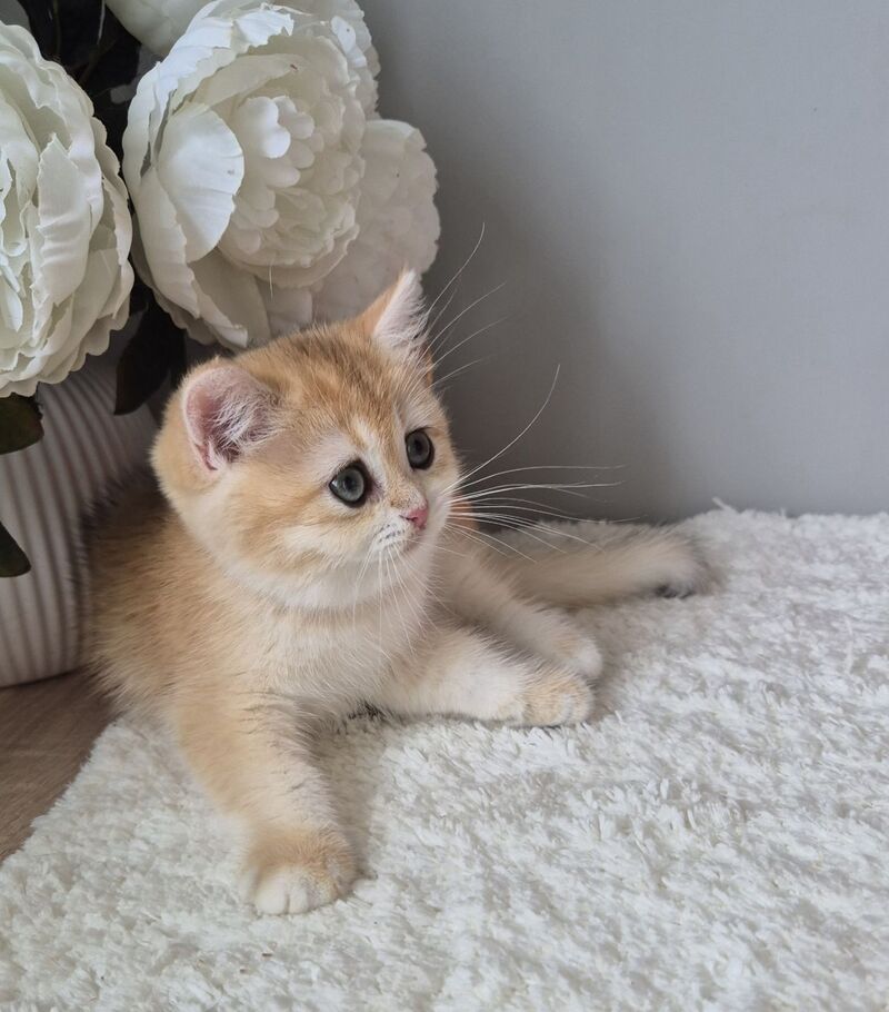 Mirabella British Shorthair female black golden chinchilla - live animals
