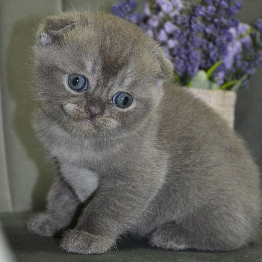 Alex Scottish Fold male, blue ticked tabby
