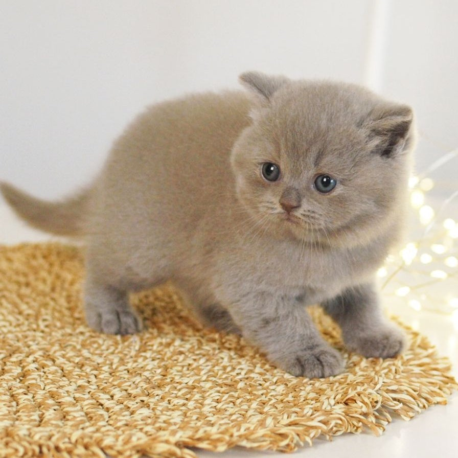Perl British Shorthair female, lilac