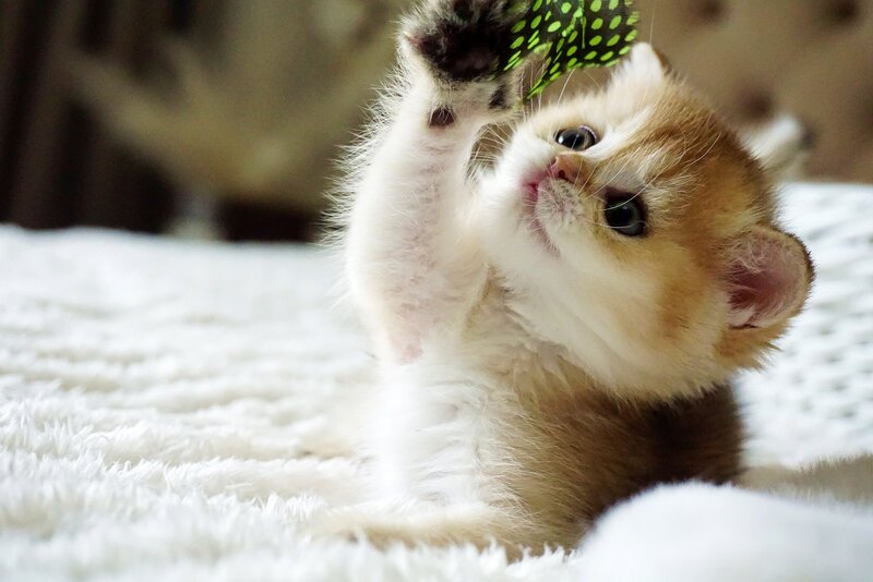Emily British Shorthair female, black golden shaded