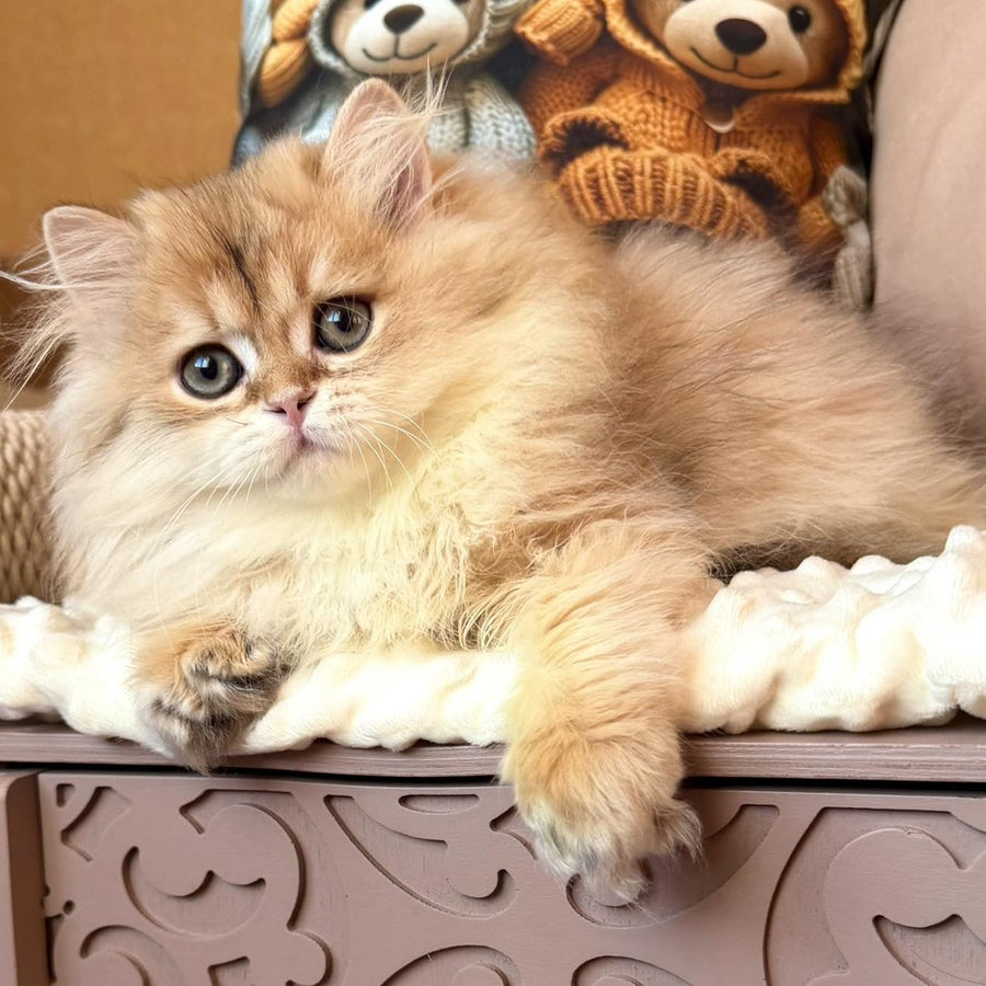 Meteo British Longhair male, black golden shaded