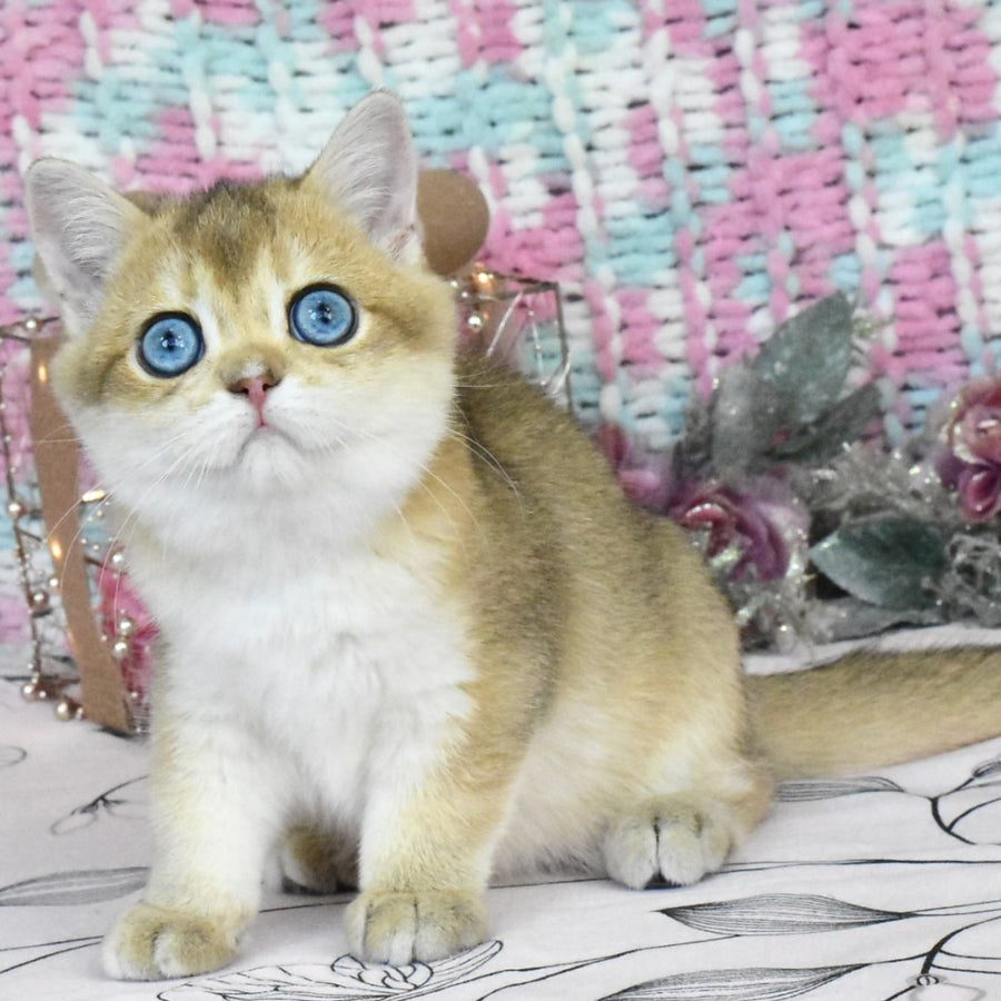 Hardy British Shorthair male, black golden shaded
