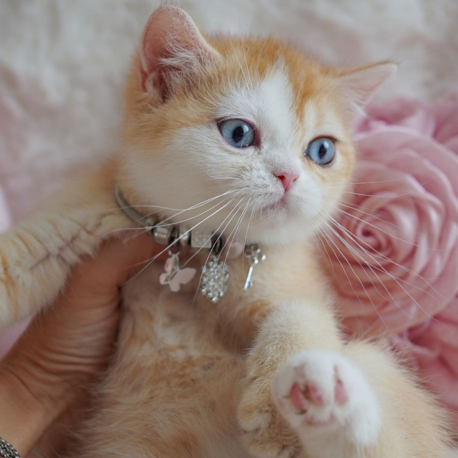 Veronica British Shorthair female, chocolate tortie golden chinchilla with white