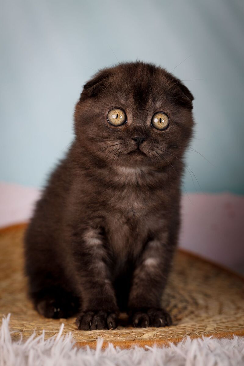 Ursula Scottish Fold female, black silver