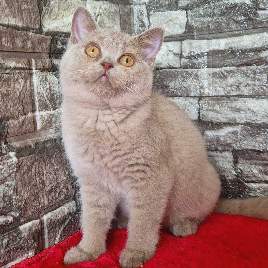 Deizy British Shorthair female, lilac