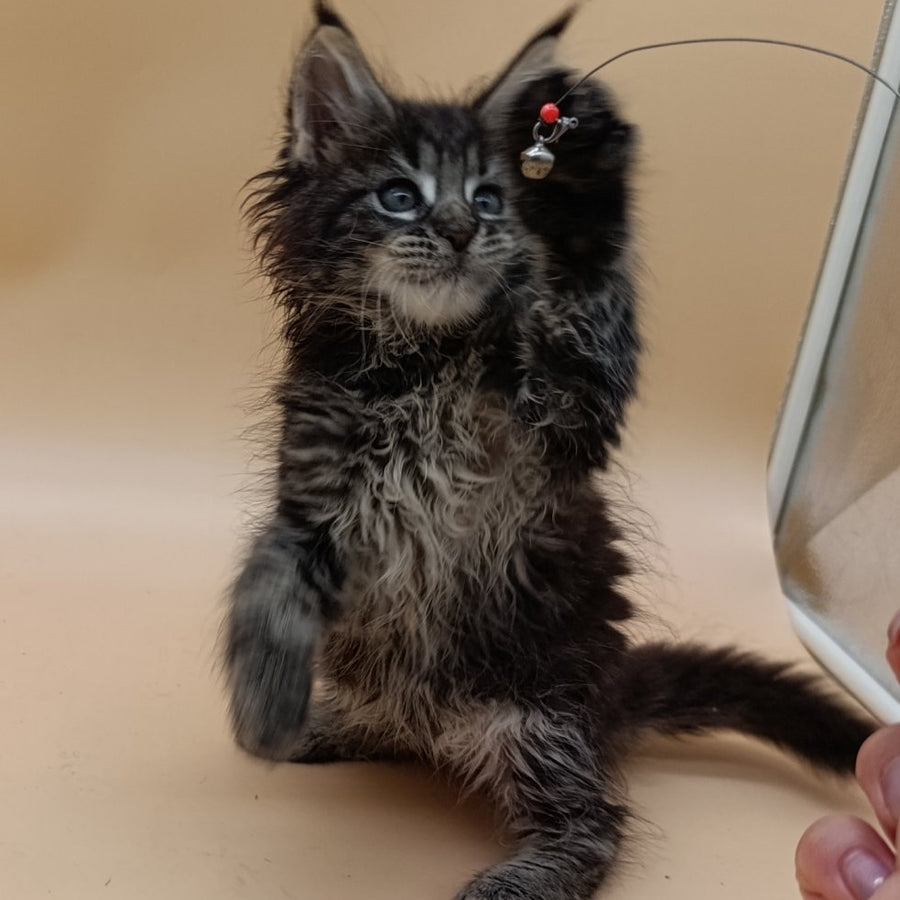 Orion Maine Coon male, black silver tabby