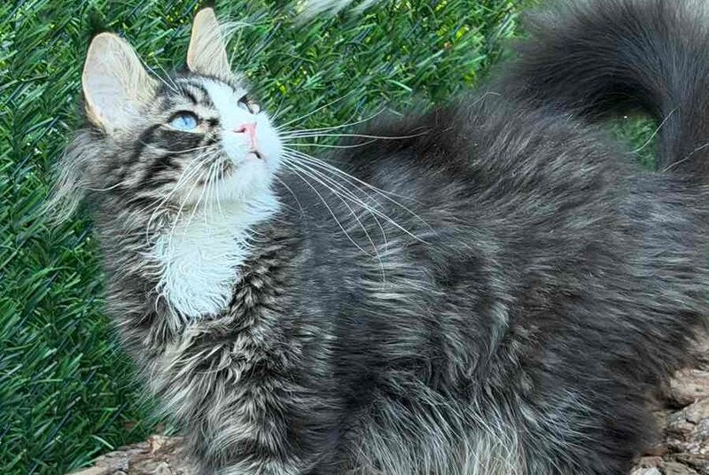 Dior Maine Coon male, black tabby with white