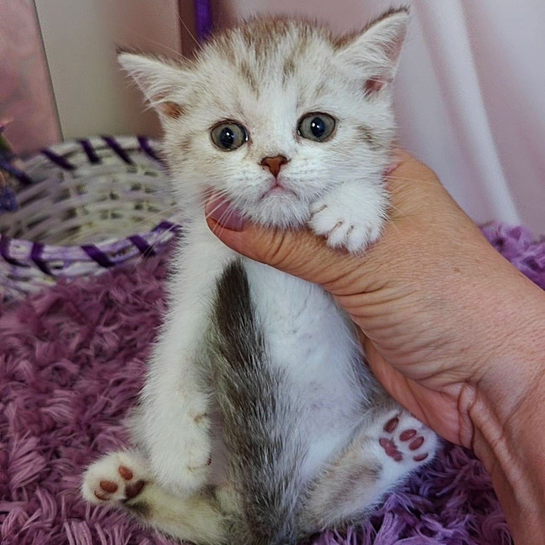 Zeta Scottish Straight female, chocolate golden spotted tabby bicolour