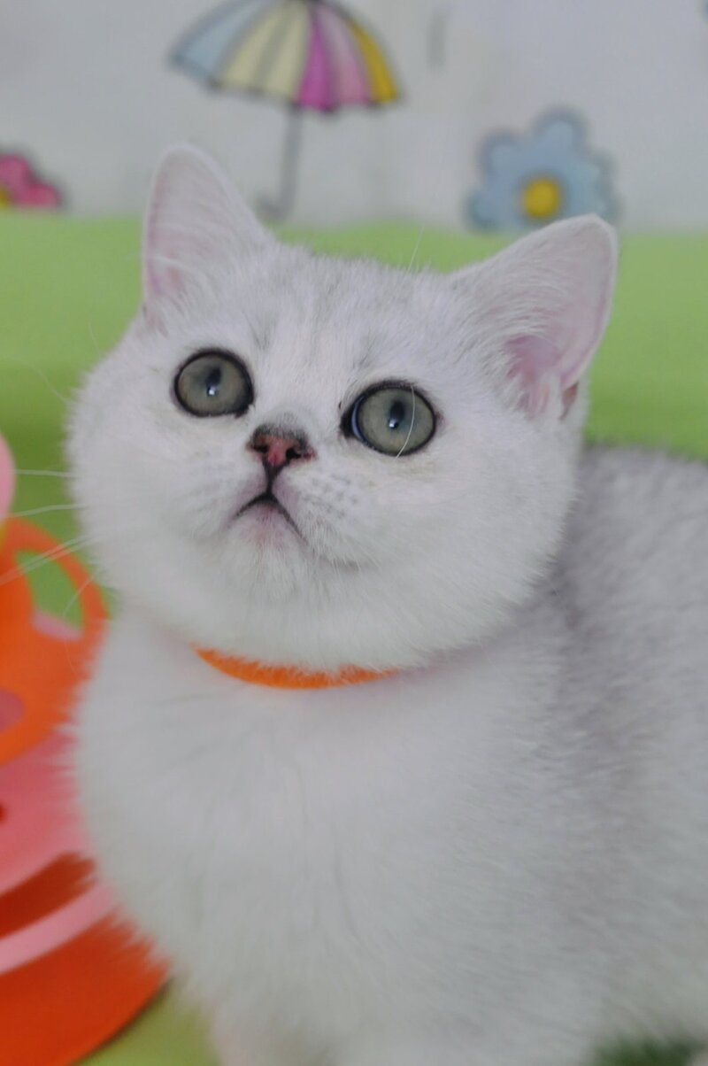 Kleo British Shorthair female black golden shaded - live animals