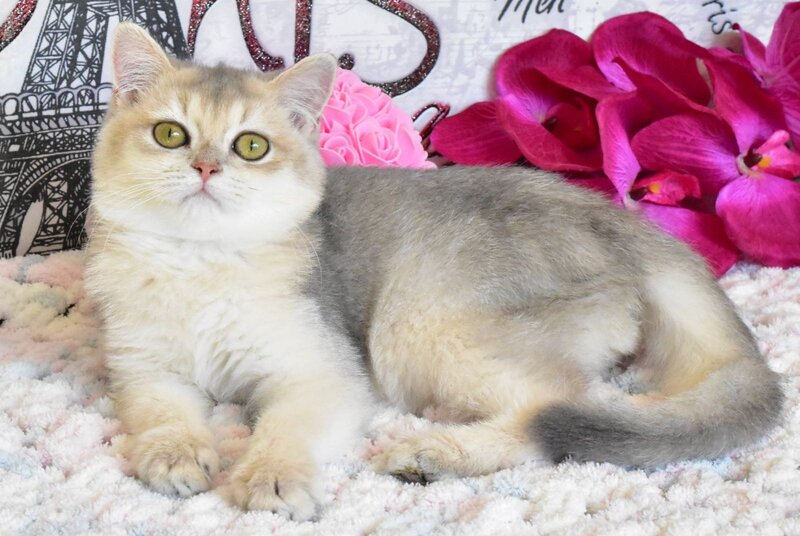 Sultan British Shorthair male, blue golden shaded