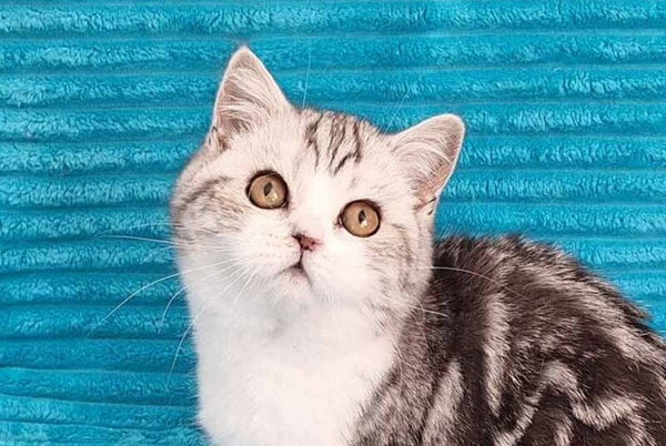 Zira Scottish Straight female black silver tabby bicolour live animals