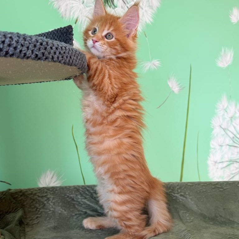 Alex Maine Coon male, red tabby