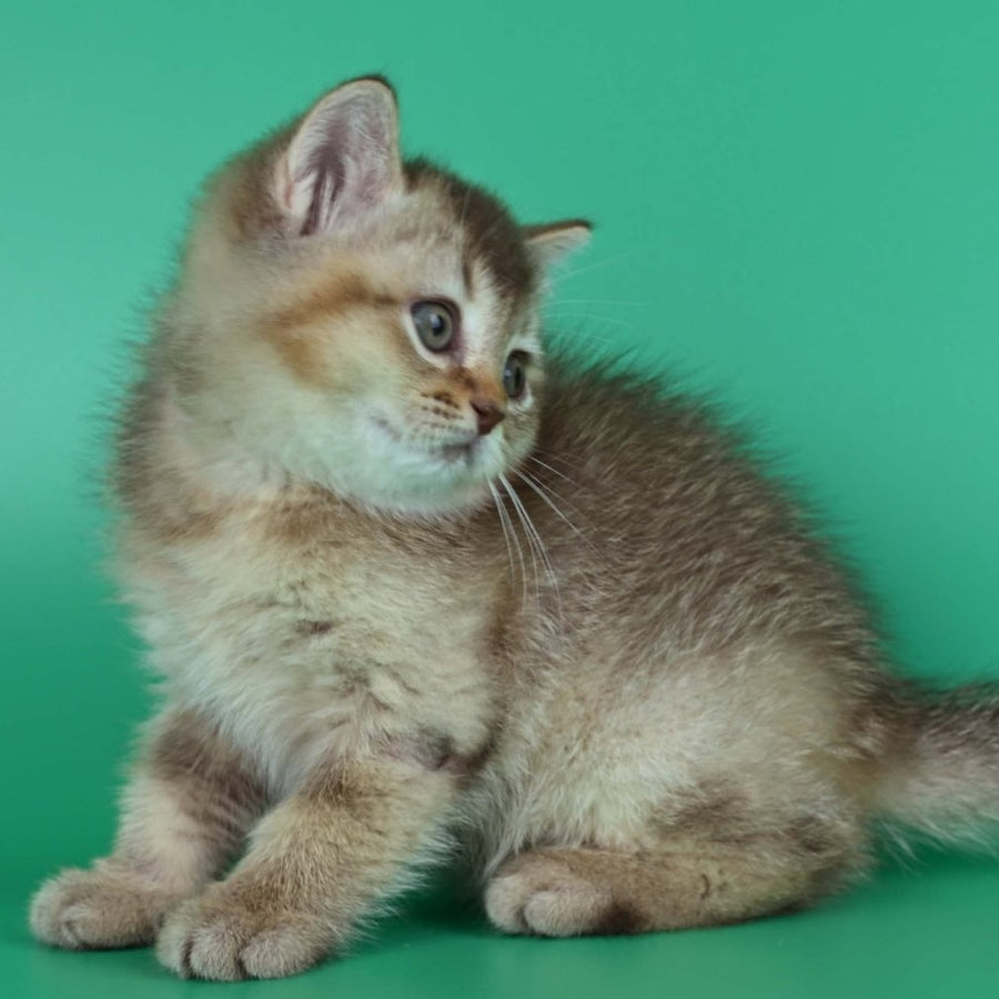Jina British Shorthair female, chocolate ticked tabby
