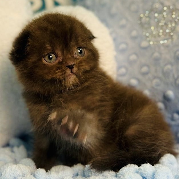 Emerald Scottish Fold male, chocolate