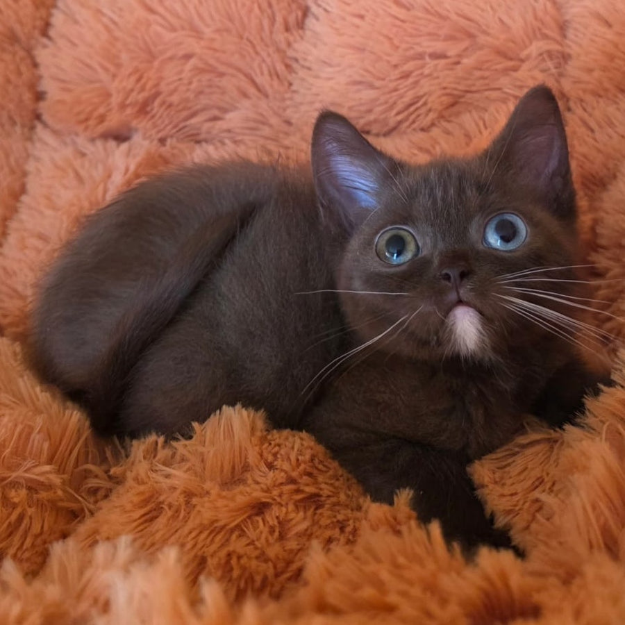 Dayzy British Shorthair male, chocolate with white