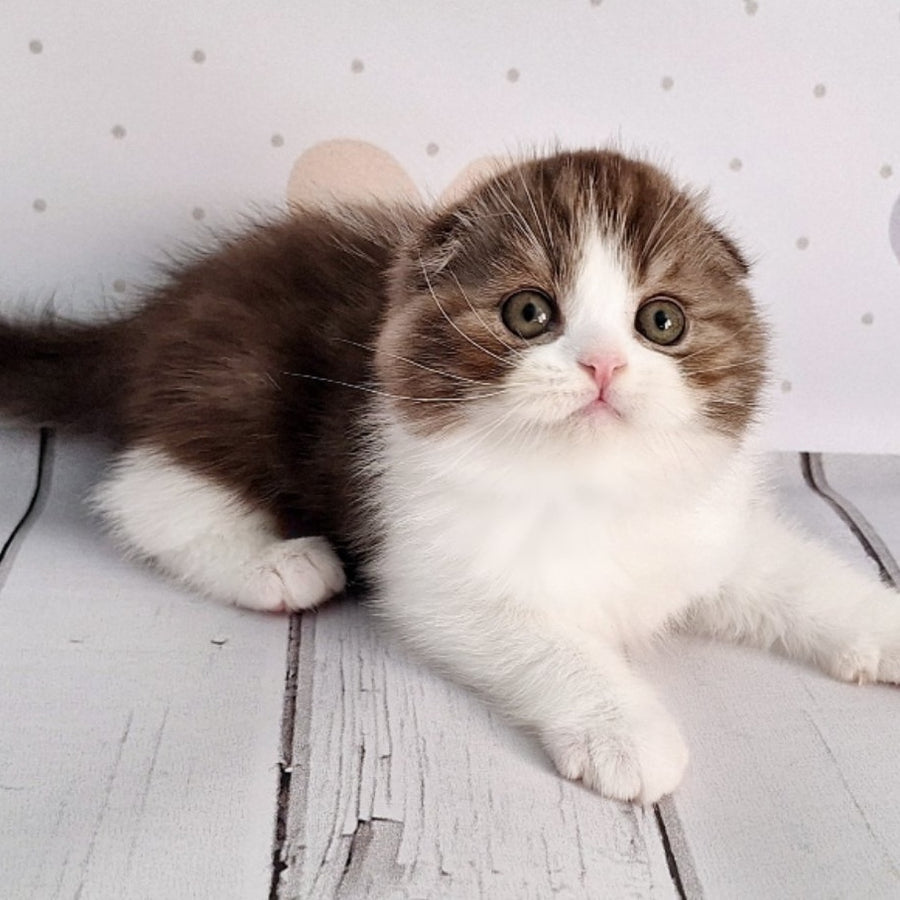Baileys Scottish Fold male, chocolate silver bicolour